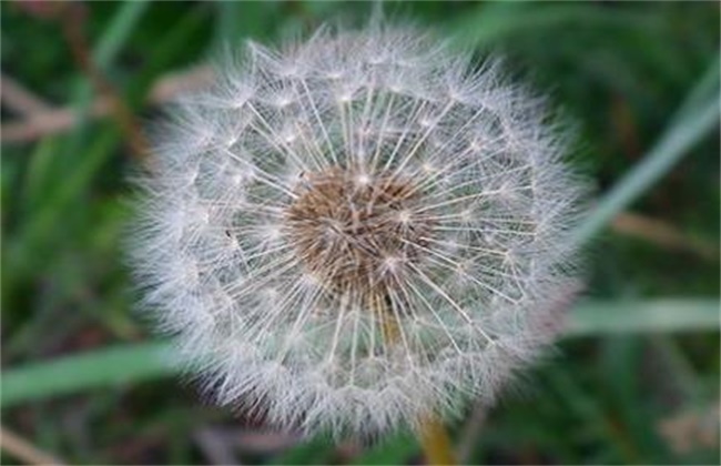 蒲公英的种植办法及注意些什么