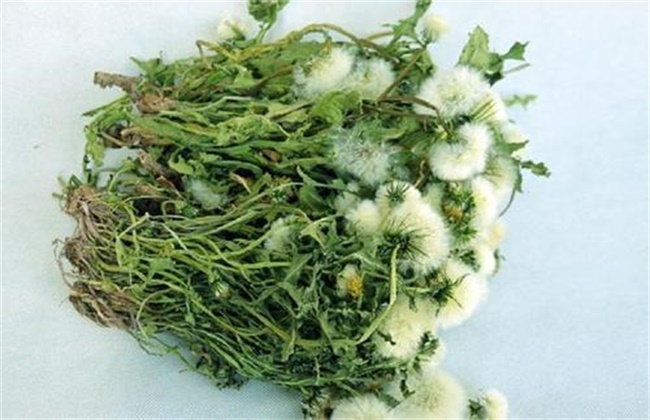 蒲公英的种植办法及注意些什么