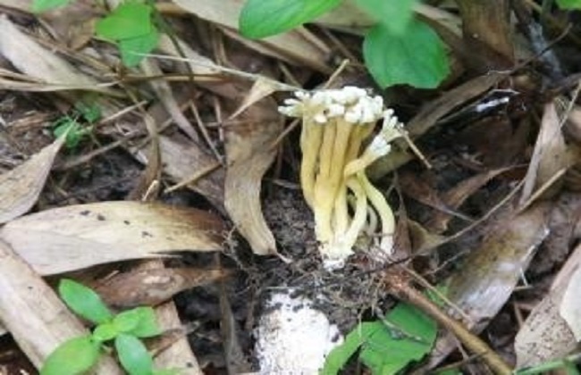金蝉花的种植办法