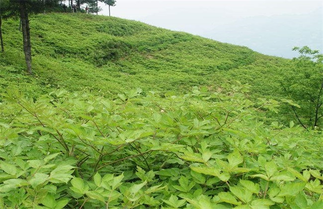 当归种植的注意些什么