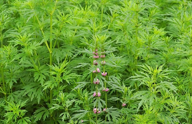 2018年益母草最新市场价钱及种植效益