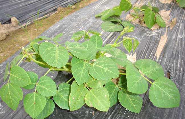 葛根种苗价钱及种植办法 - 农村致富网