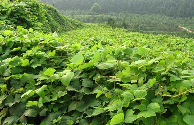 葛根种苗价钱及种植办法