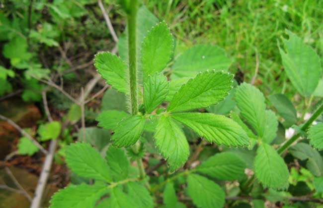 仙鹤草种子价钱及种植办法