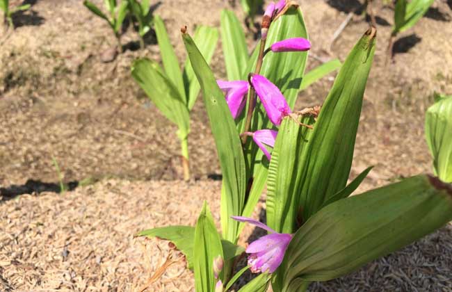 白芨种植基地在哪里？