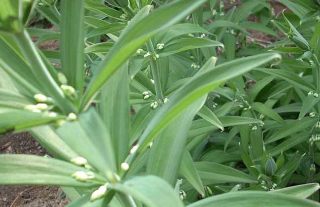 黄精价钱及种植办法