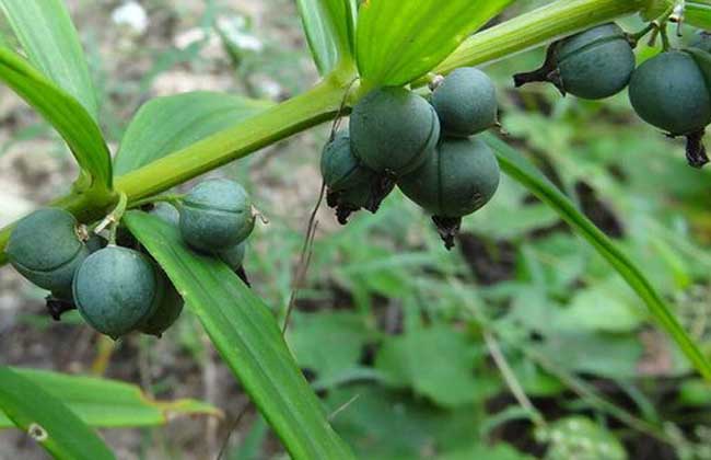 黄精价钱及种植办法