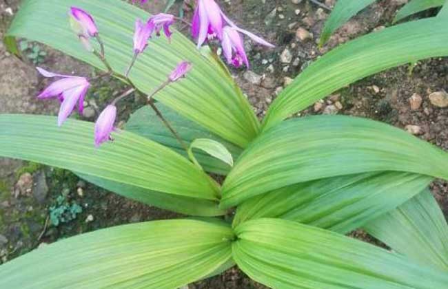 白芨种植成本和利润