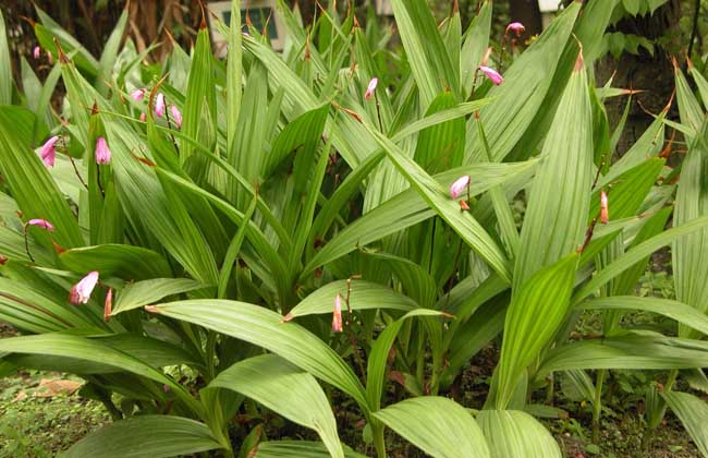 白芨种苗价钱及种植办法