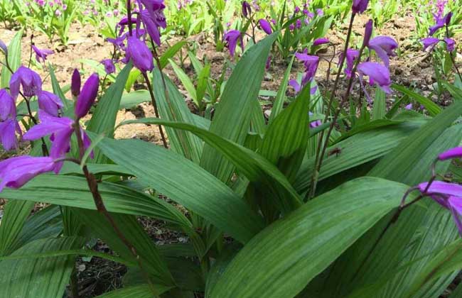 白芨种苗价钱及种植办法