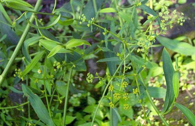 柴胡价钱及种植办法