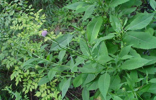 续断种子价钱及种植办法