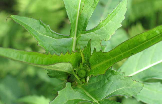 续断种子价钱及种植办法