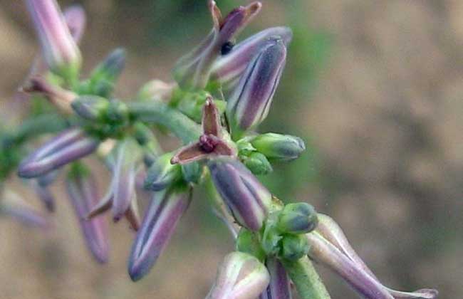 知母种子价钱及种植办法