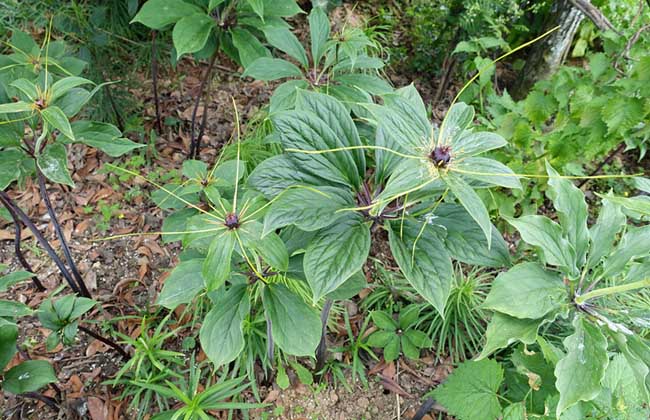 重楼种子价钱及种植办法