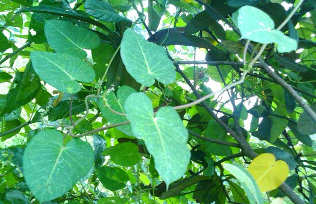 何首乌种子价钱及种植办法