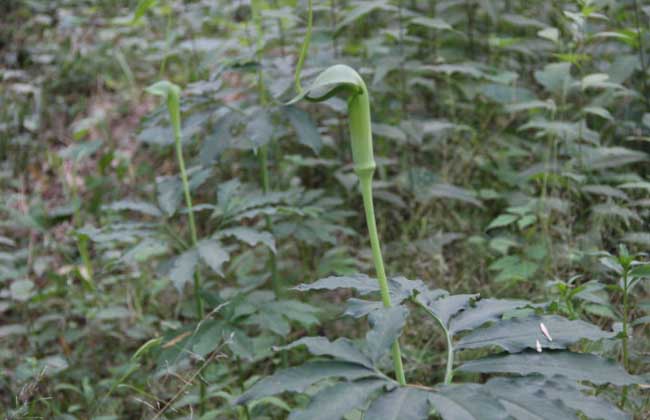 天南星种子价钱及种植办法