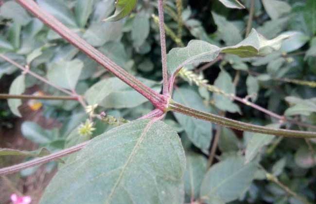 牛膝种子价钱及种植办法