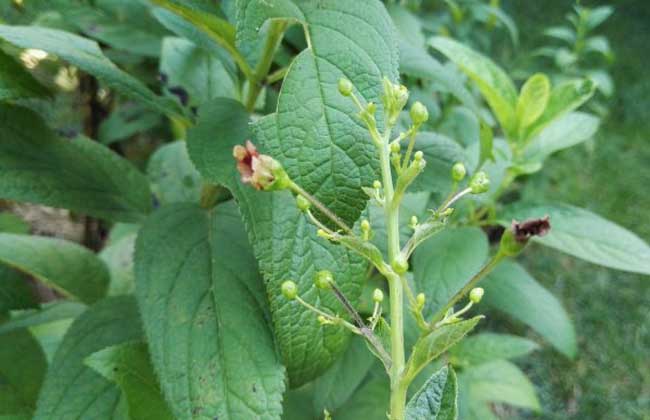 玄参种子价钱及种植办法