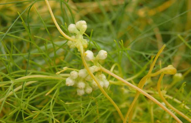 菟丝子种子价钱及种植办法