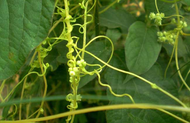 菟丝子种子价钱及种植办法