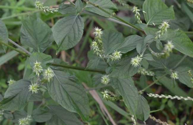 牛膝种子价钱及种植办法