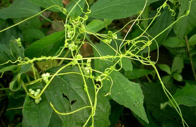 菟丝子种子价钱及种植办法