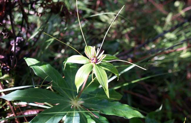 七叶一枝花种子价钱及种植办法