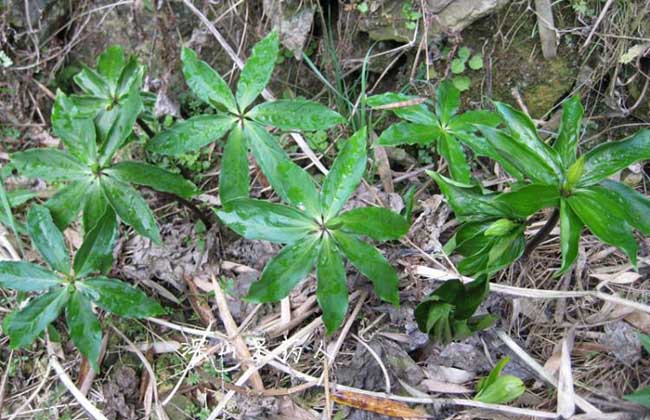 七叶一枝花种子价钱及种植办法