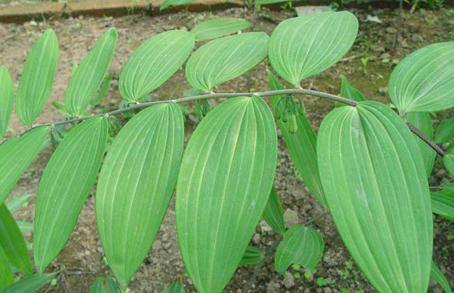 黄精种子价钱及种植办法