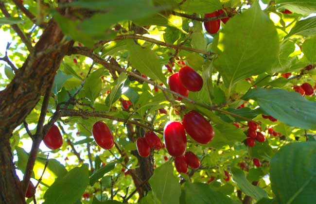 山茱萸种子价钱及种植办法