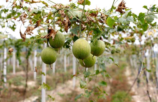 瓜蒌种子价钱及种植办法