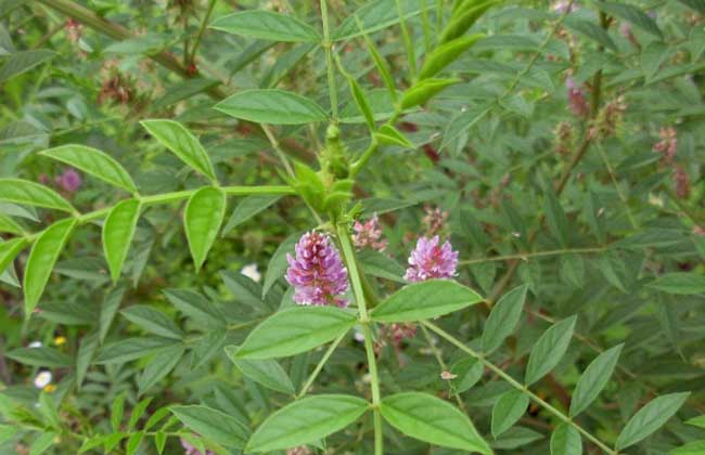 甘草种子价钱及种植办法