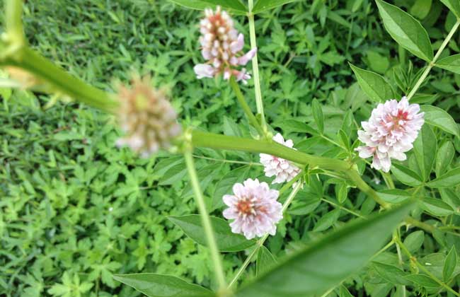 甘草种子价钱及种植办法