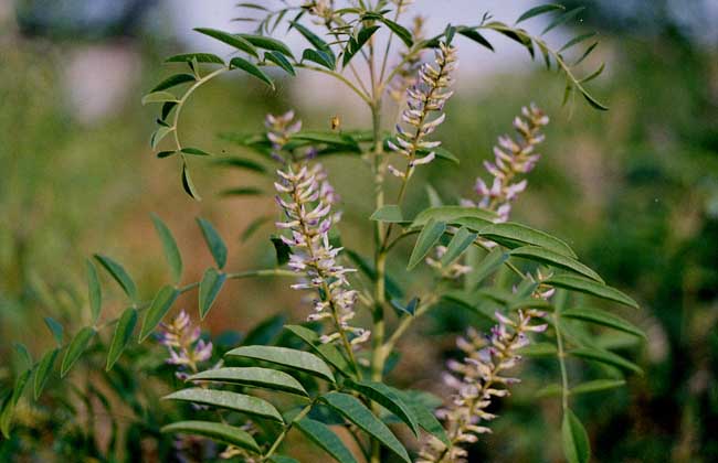 甘草种子价钱及种植办法