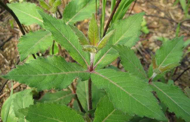 沙参种子价钱及种植办法