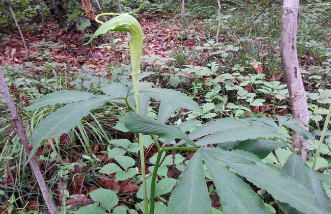 半夏种子价钱及种植办法