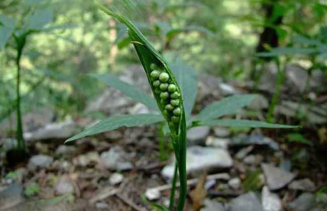 半夏种子价钱及种植办法