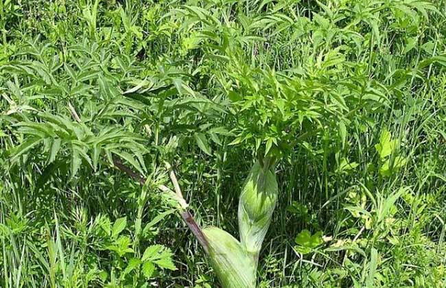 白芷种子价钱及种植办法