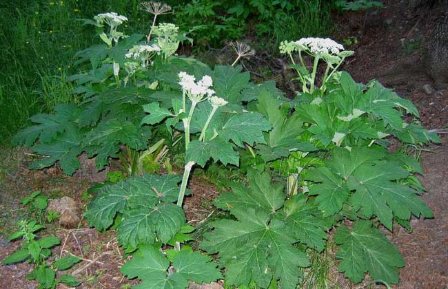 白芷种子价钱及种植办法