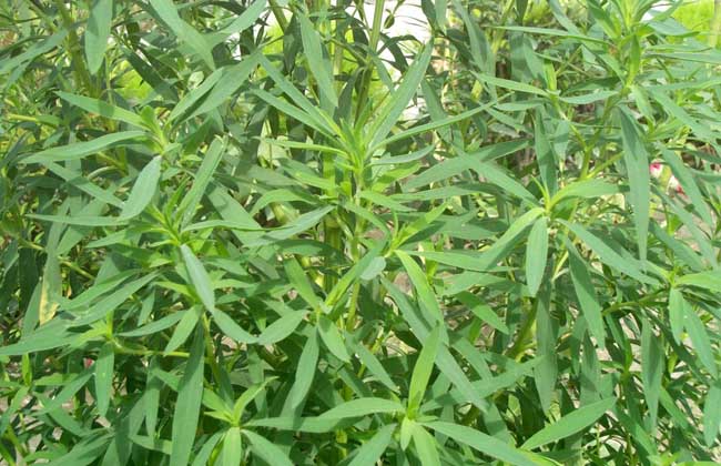 地肤种子价钱及种植办法