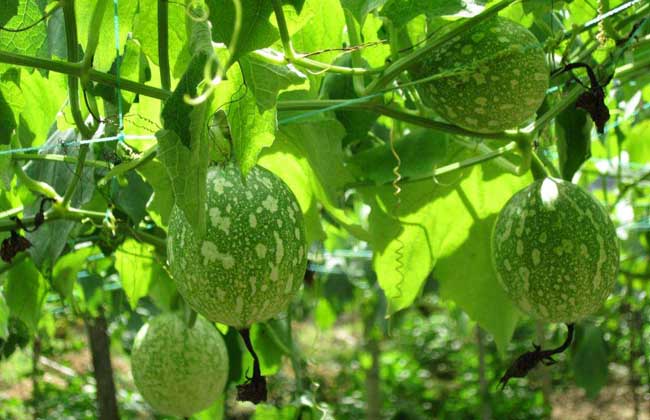 吊瓜种子价钱及种植办法