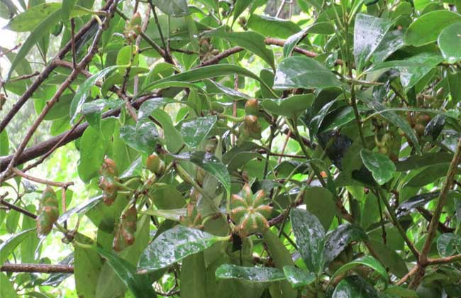 八角茴香树苗价钱及种植办法
