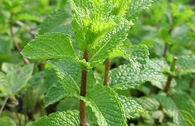 留兰香种子价钱及种植办法