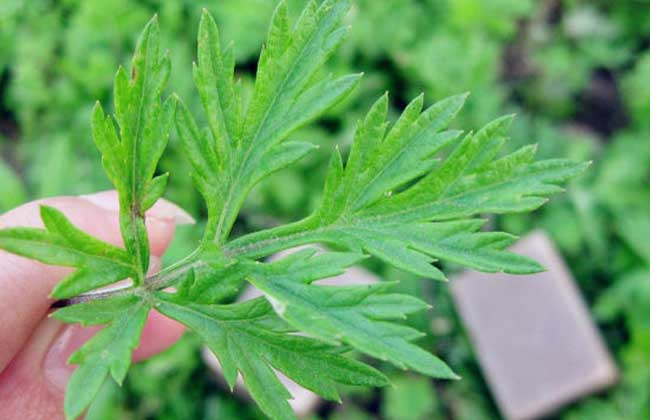 艾草种子价钱及种植办法