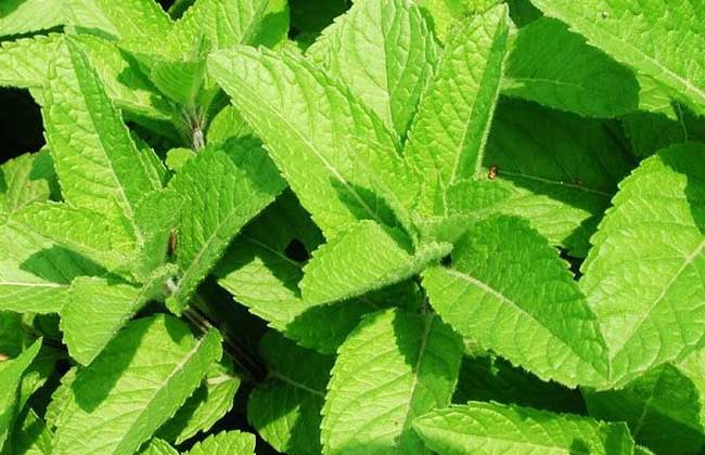 留兰香种子价钱及种植办法