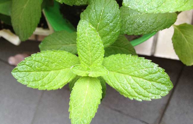 薄荷种子价钱及种植办法