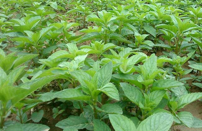 薄荷种子价钱及种植办法