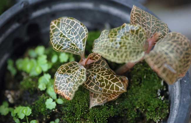 金线莲种子价钱及种植办法