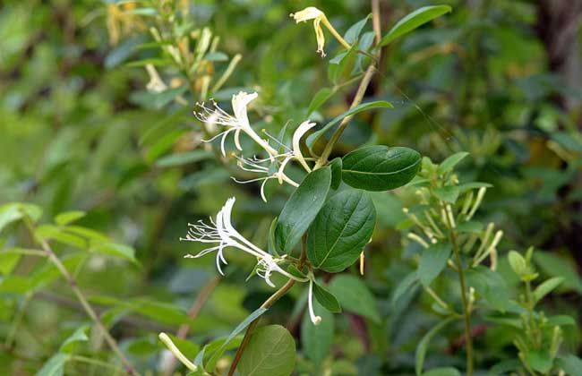 四季金银花树种植技术